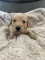 AKC Hunter, a male Golden Retriever for sale in Kearney, MO – Photo 3 of 8