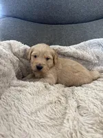 AKC Hunter, a male Golden Retriever for sale in Kearney, MO – Photo 5 of 8