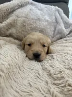 AKC Molly, a female Golden Retriever for sale in Kearney, MO – Photo 5 of 9