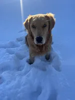 AKC Molly, a female Golden Retriever for sale in Kearney, MO – Photo 9 of 9