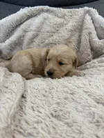 AKC Molly, a female Golden Retriever for sale in Kearney, MO – Photo 3 of 9