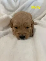 AKC Molly, a female Golden Retriever for sale in Kearney, MO – Photo 6 of 9