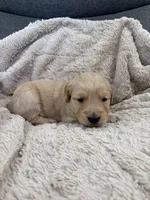 AKC Molly, a female Golden Retriever for sale in Kearney, MO – Photo 2 of 9