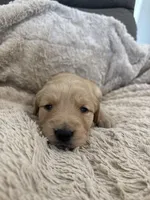 AKC Molly, a female Golden Retriever for sale in Kearney, MO – Photo 4 of 9