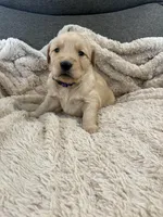 AKC Bella, a female Golden Retriever for sale in Kearney, MO – Photo 2 of 10