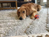 AKC Bella, a female Golden Retriever for sale in Kearney, MO – Photo 9 of 10