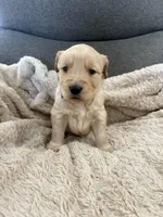 AKC Bella, a female Golden Retriever for sale in Kearney, MO – Photo 3 of 10