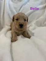 AKC Bella, a female Golden Retriever for sale in Kearney, MO – Photo 7 of 10