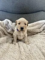 AKC Bella, a female Golden Retriever for sale in Kearney, MO – Photo 4 of 10