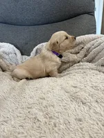 AKC Bella, a female Golden Retriever for sale in Kearney, MO – Photo 5 of 10