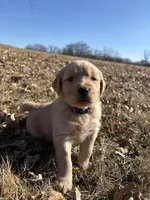 AKC Bella, a female Golden Retriever for sale in Kearney, MO – Photo 1 of 10