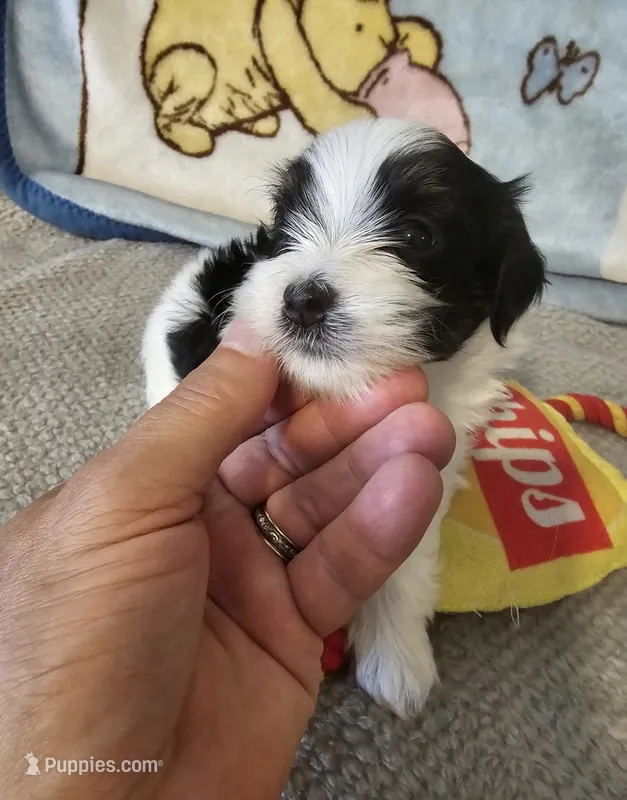 AKC SIRED RICKY – Havanese puppy for sale in Peoria, AZ