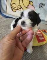 AKC SIRED RICKY, a male Havanese for sale in Peoria, AZ – 1 of 6