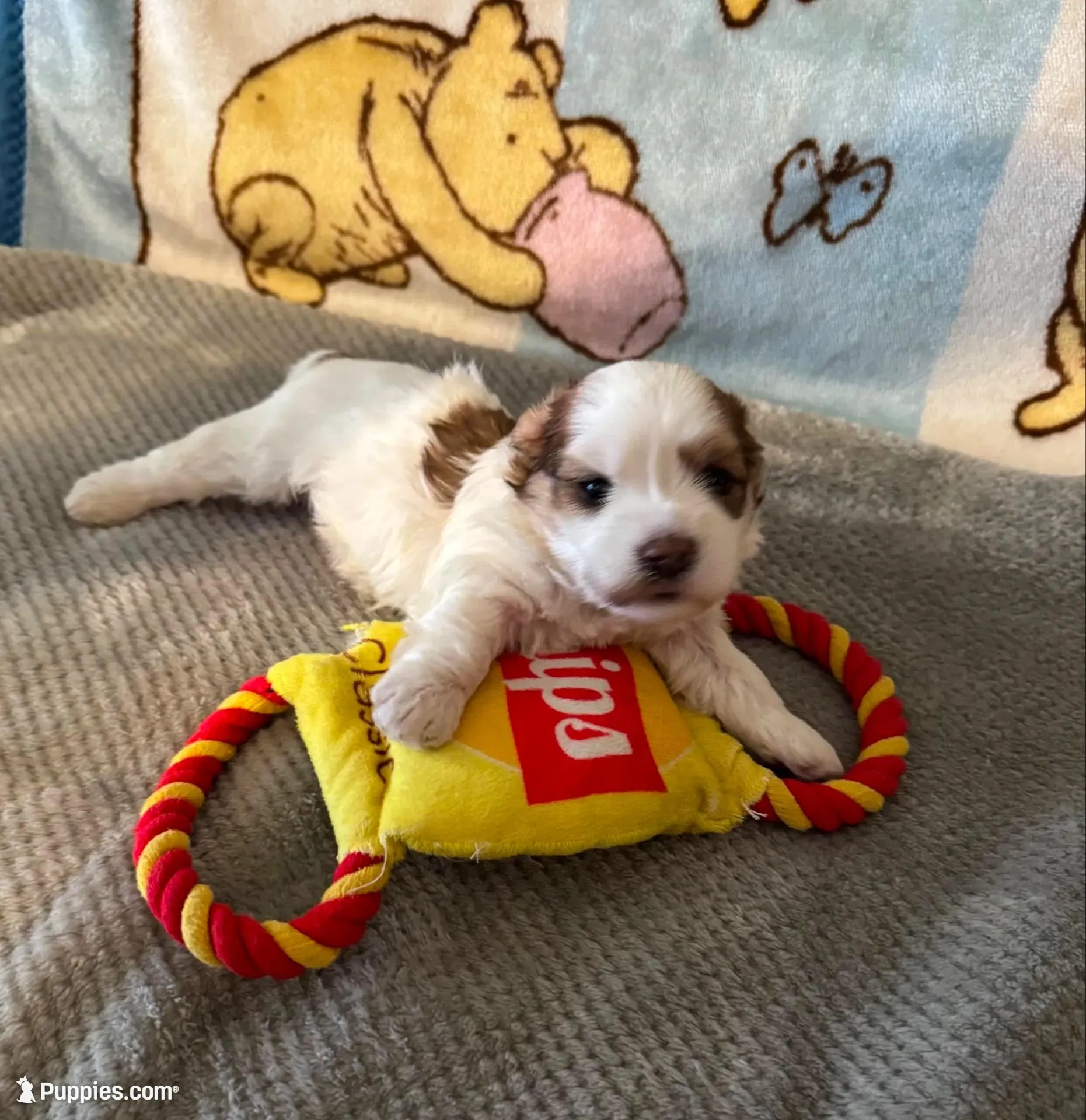 AKC Tucker PENDING, a male Havanese for sale in Peoria, AZ – Photo 8 of 10