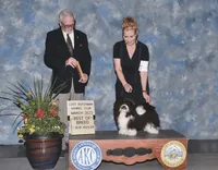 AKC SIRED RICKY, a male Havanese for sale in Peoria, AZ – 6 of 6