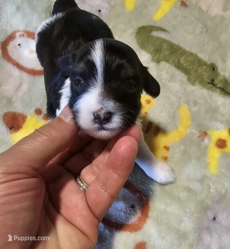 AKC CH SIred Turbo – Havanese puppy for sale in Peoria, AZ