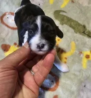AKC CH SIred Turbo, a male Havanese for sale in Peoria, AZ – 1 of 4