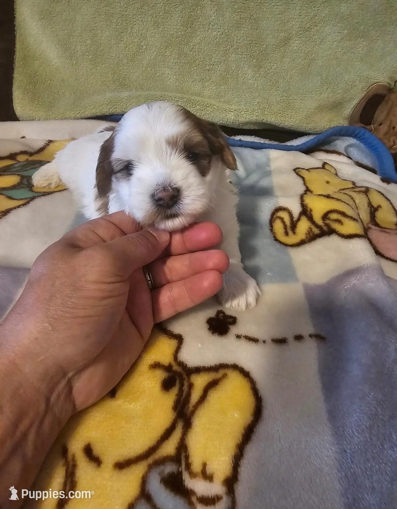 AKC Tucker PENDING, a male Havanese for sale in Peoria, AZ – Photo 2 of 10