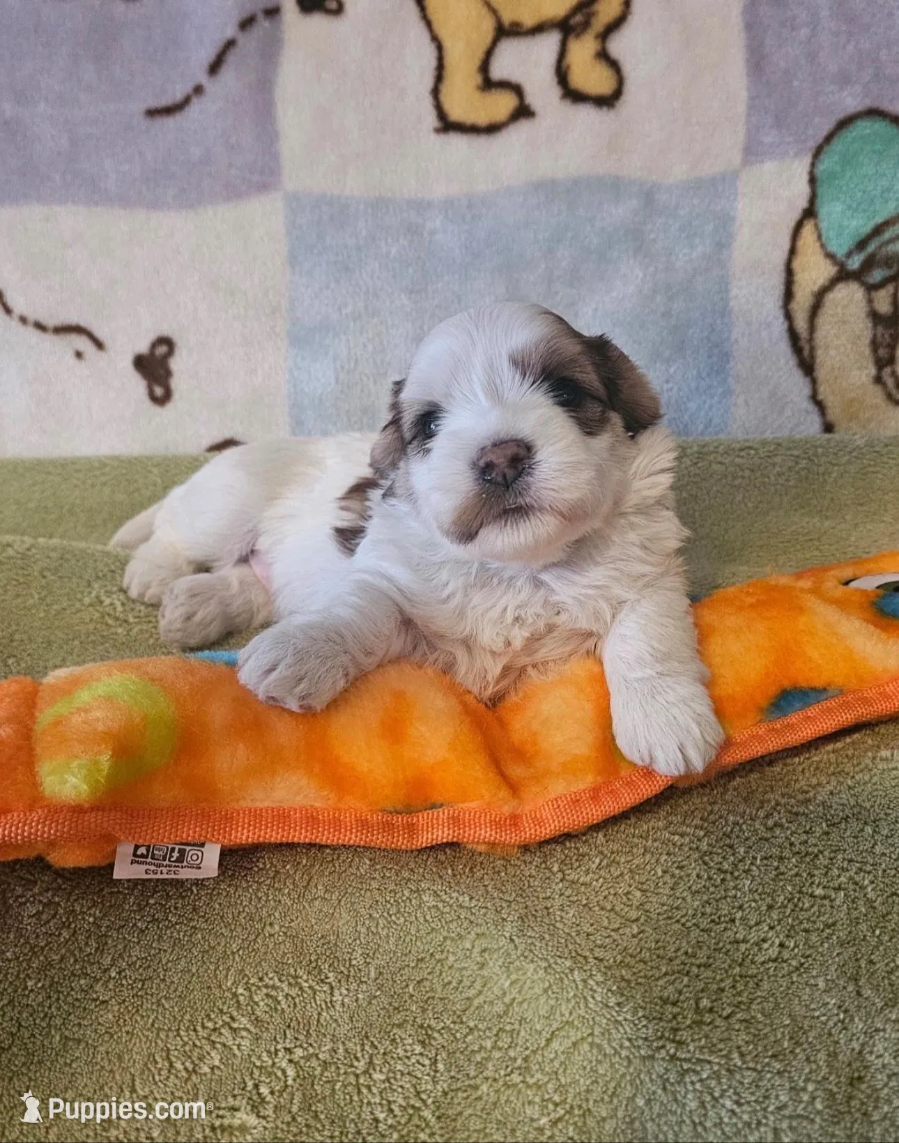 AKC Tucker – Havanese puppy for sale in Peoria, AZ