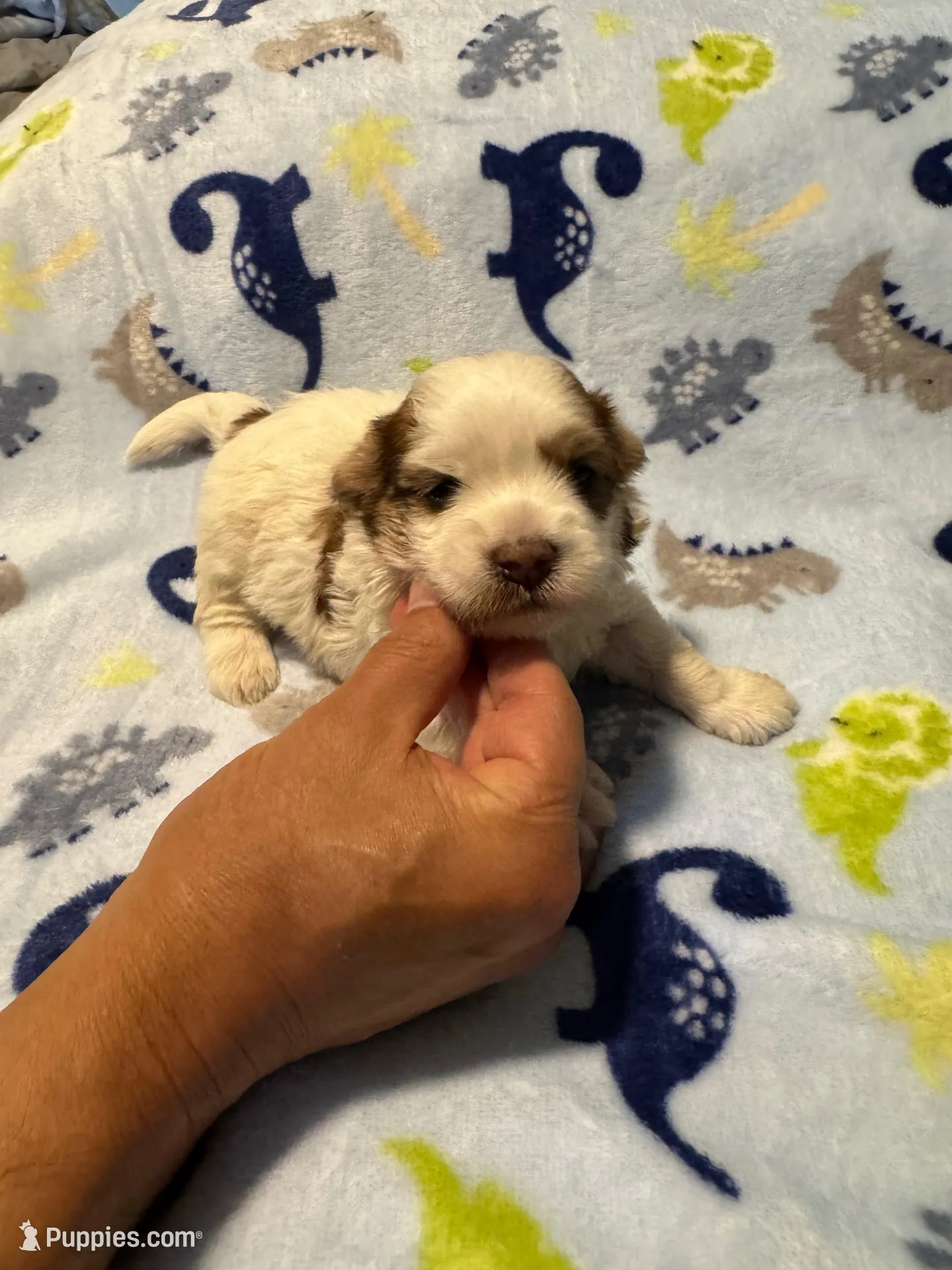 AKC Tucker PENDING, a male Havanese for sale in Peoria, AZ – Photo 10 of 10