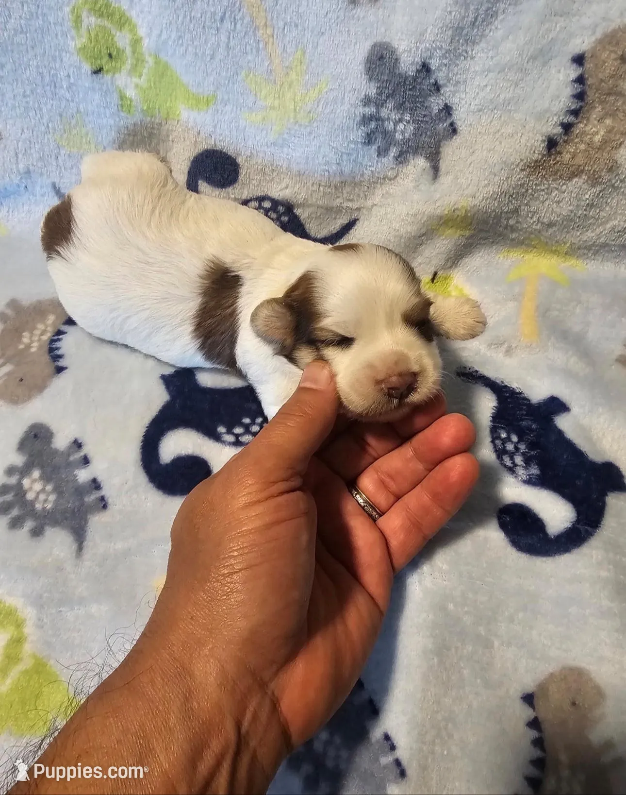AKC Tucker – Havanese puppy for sale in Peoria, AZ