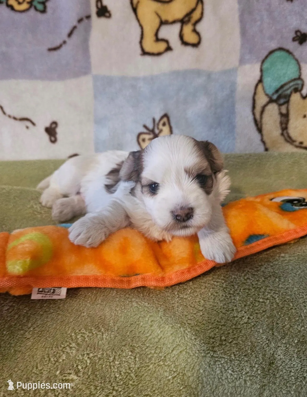 AKC Tucker PENDING, a male Havanese for sale in Peoria, AZ – Photo 7 of 10