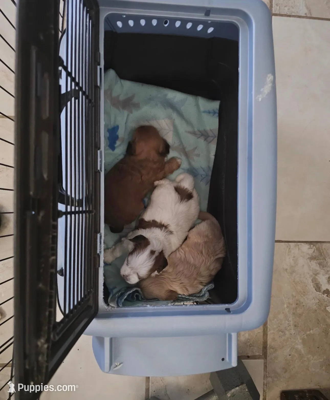 AKC Tucker PENDING, a male Havanese for sale in Peoria, AZ – Photo 3 of 10