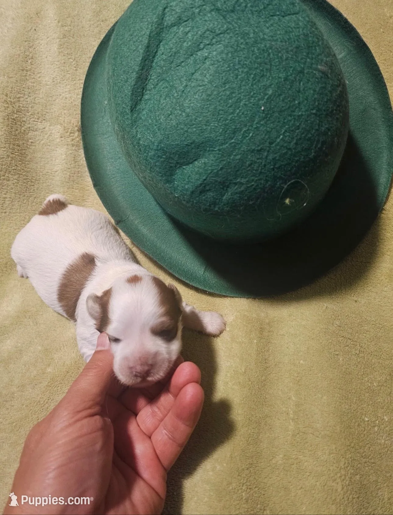 AKC Tucker, a male Havanese for sale in Peoria, AZ – Photo 2 of 2