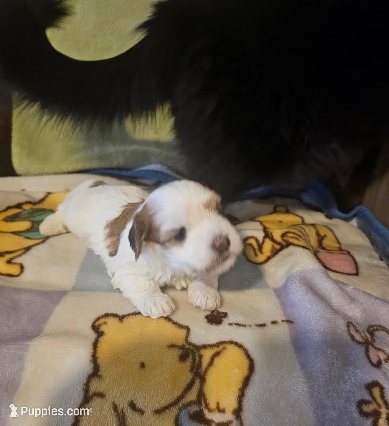 AKC Tucker – Havanese puppy for sale in Peoria, AZ