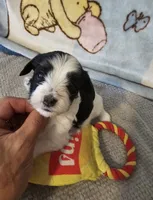 AKC SIRED RICKY, a male Havanese for sale in Peoria, AZ – 2 of 6
