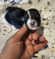 AKC CH SIred Turbo, a male Havanese for sale in Peoria, AZ – 2 of 4