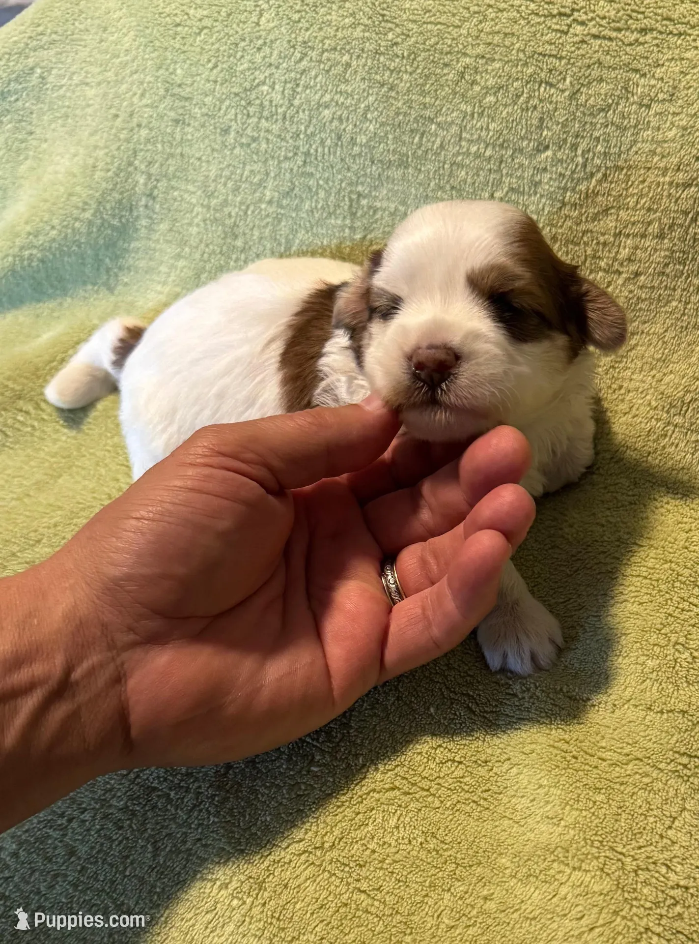 AKC Tucker – Havanese puppy for sale in Peoria, AZ
