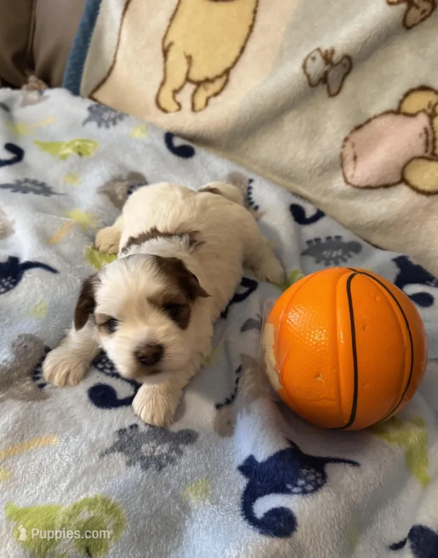 AKC Tucker – Havanese puppy for sale in Peoria, AZ