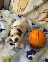 AKC Tucker PENDING, a male Havanese for sale in Peoria, AZ – Photo 4 of 10