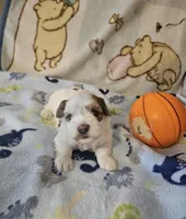 AKC Tucker PENDING, a male Havanese for sale in Peoria, AZ – Photo 5 of 10