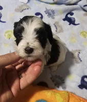 AKC SIRED RICKY, a male Havanese for sale in Peoria, AZ – 4 of 6