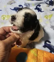 AKC SIRED RICKY, a male Havanese for sale in Peoria, AZ – 3 of 6
