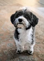 AKC CH SIred Turbo, a male Havanese for sale in Peoria, AZ – 3 of 4