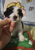 AKC SIRED RICKY, a male Havanese for sale in Peoria, AZ – 5 of 6