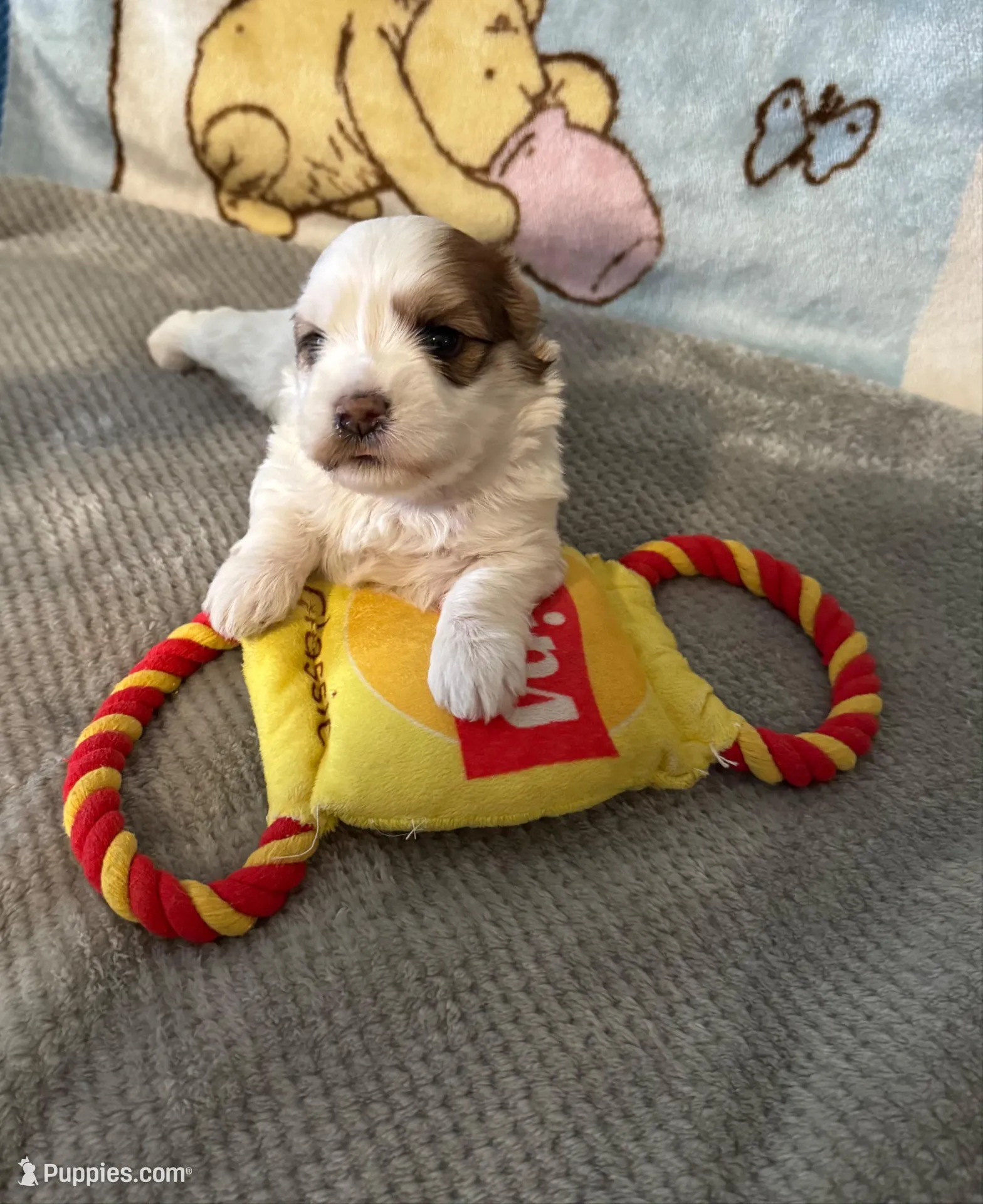 AKC Tucker PENDING, a male Havanese for sale in Peoria, AZ – Photo 9 of 10