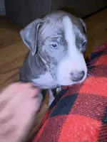 Milo, a male American Pit Bull Terrier for sale in Jersey City, NJ – 3 of 4