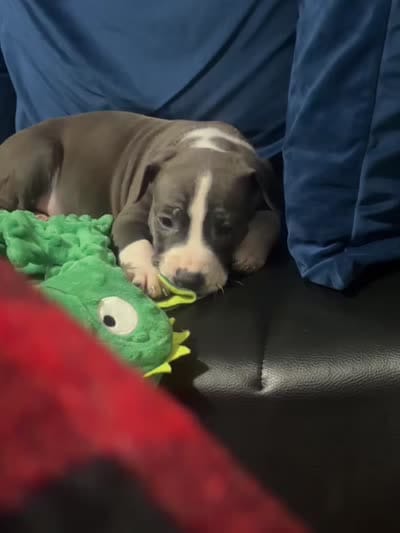 Milo, a male American Pit Bull Terrier for sale in Jersey City, NJ – 4 of 4