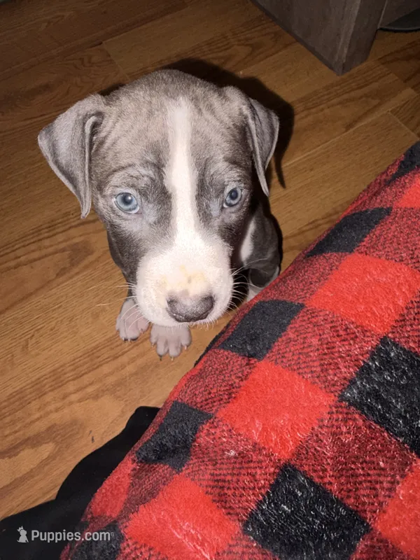 Milo – American Pit Bull Terrier puppy for sale in Jersey City, NJ