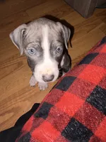 Milo, a male American Pit Bull Terrier for sale in Jersey City, NJ – 1 of 4