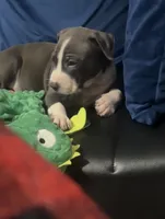 Milo, a male American Pit Bull Terrier for sale in Jersey City, NJ – 2 of 4