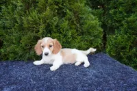 Brian, a male Miniature Dachshund for sale in Lagrange, IN – 4 of 6