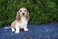 Benny, a male Miniature Dachshund for sale in Lagrange, IN – 3 of 5
