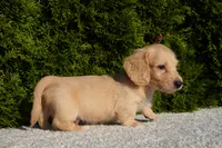 Dexter, a male Miniature Dachshund for sale in Lagrange, IN – 4 of 6