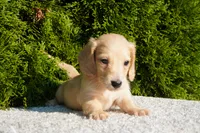 Theo, a male Miniature Dachshund for sale in Lagrange, IN – 3 of 4
