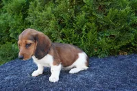 Bradly, a male Miniature Dachshund for sale in Lagrange, IN – 3 of 5